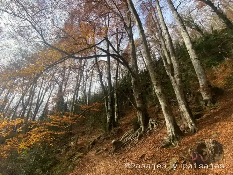 Fageda de la Grevolosa